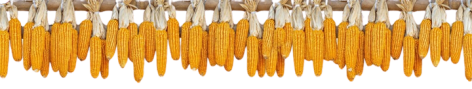Corn Border